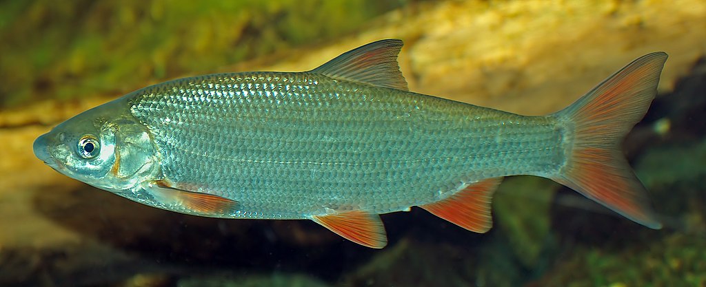 Nase (Chondrostoma Nasus)